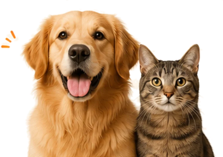 Cão e gato